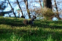 Torino 06_03_2011 - Scoiattolo_21